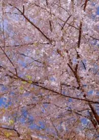 初与游 1v1（H）校园