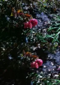 有绛自归（1V1 百合）